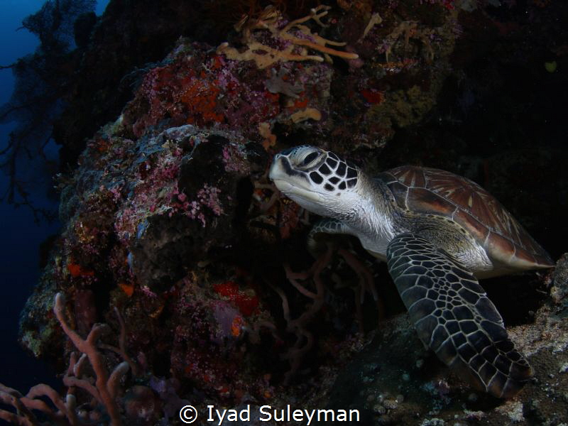 Sea Turtle by Iyad Suleyman 