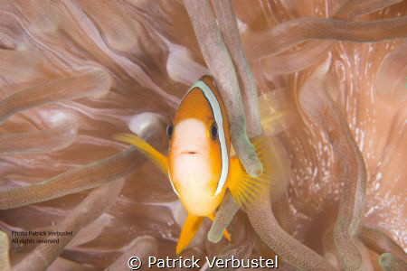 Anemonefish by Patrick Verbustel 