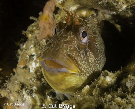 Tompot Blenny
On one of the boilers of the Tpot by Cat Briggs 
