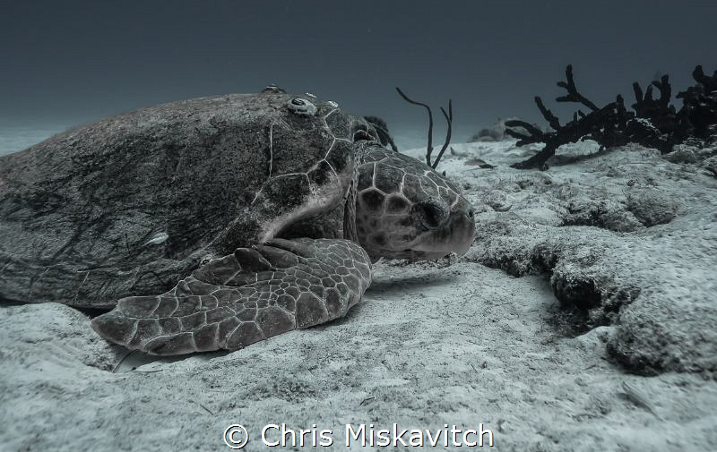Resting in the sand. by Chris Miskavitch 