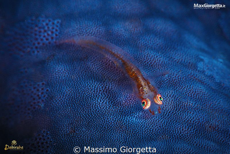 trasparence goby up blue sea star by Massimo Giorgetta 