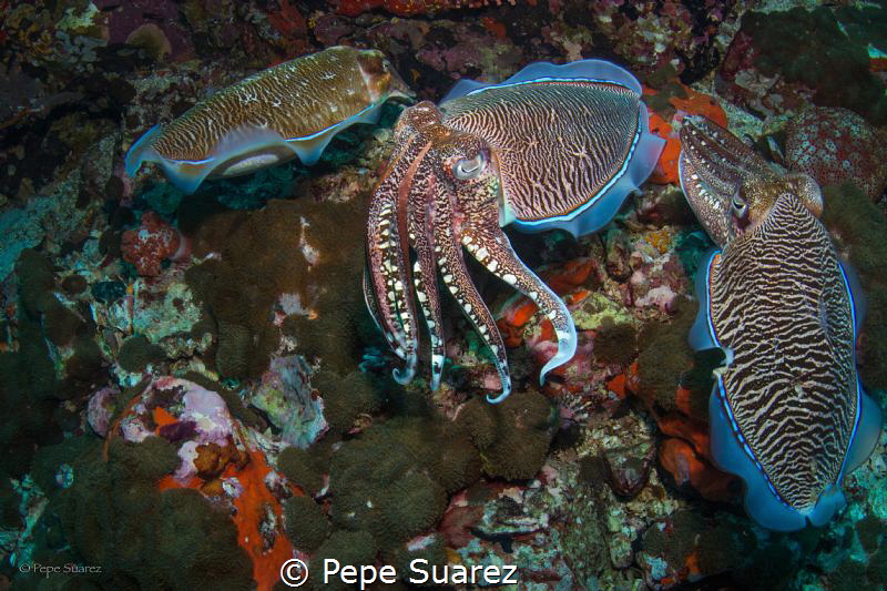Cuttlefish mating by Pepe Suarez 