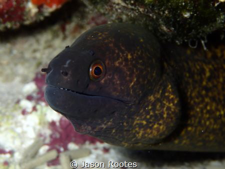 Moray Eel in Tumon Bay, Guam by Jason Rootes 
