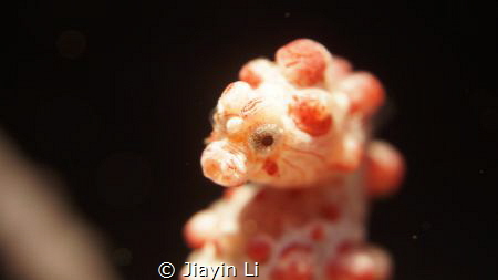 Pygmy seahorses are very cute, I give it to take pictures... by Jiayin Li 