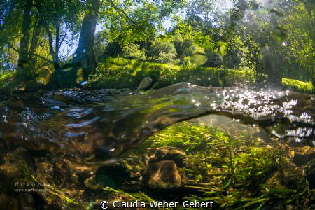 Nims river in Germany - freshwater by Claudia Weber-Gebert 