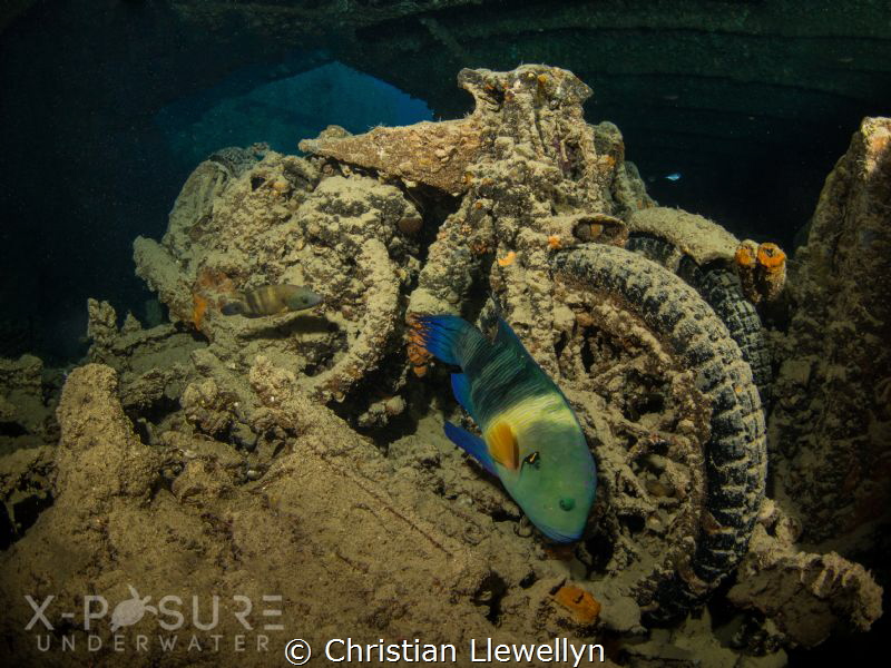 Location: Red Sea - SS Thistlegorm - WW2 BSA Motorbike
O... by Christian Llewellyn 