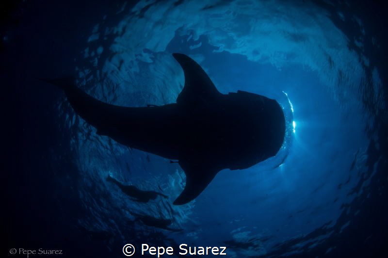 Whale shark in Mexico! by Pepe Suarez 