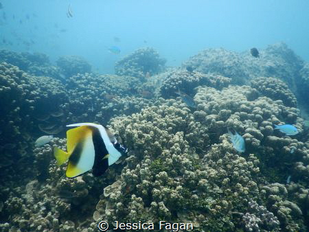 Masked bannerfish swimming by. by Jessica Fagan 