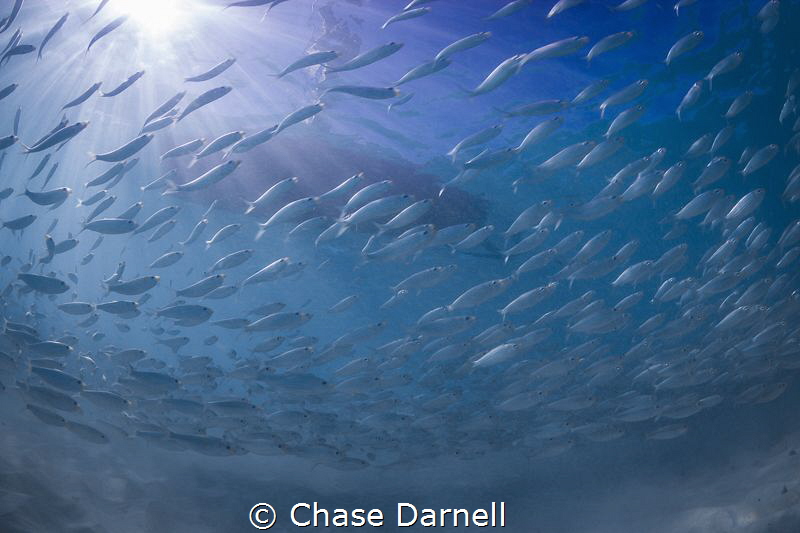 "Swoop"
It's amazing to see the school of baitfish move ... by Chase Darnell 