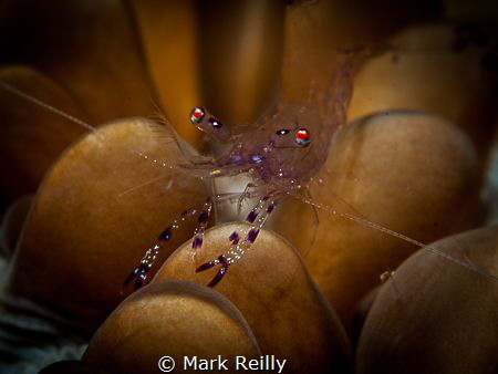 Shrimp by Mark Reilly 
