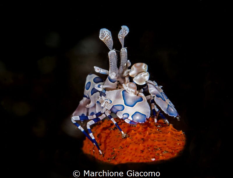Red carpet.
Hymenocera picta. Lembeh strait wit Daniele ... by Marchione Giacomo 