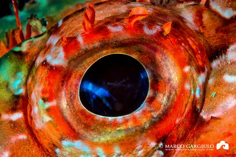 Scorpaena eye by Marco Gargiulo 