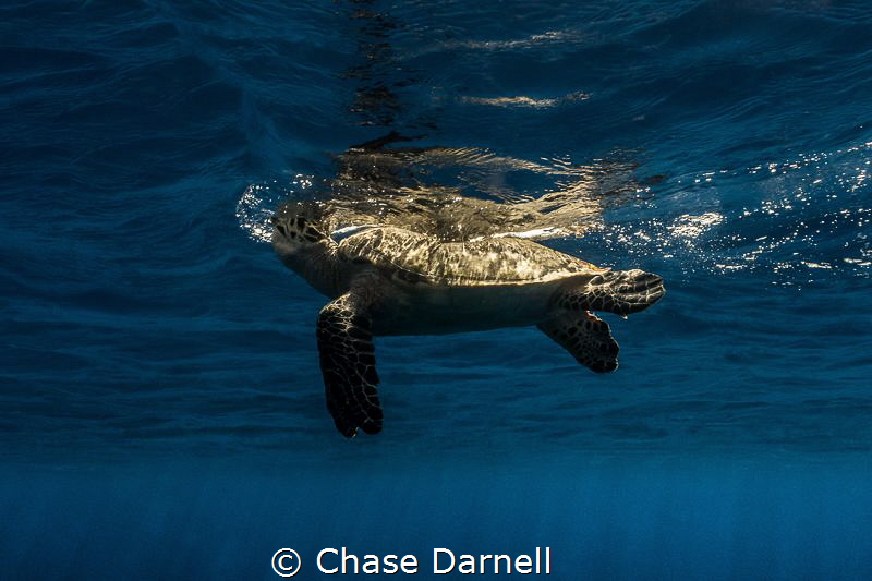 "Take a Breath"
A Hawksbill Turtle starts a breath up to... by Chase Darnell 