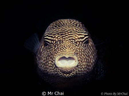Hiding from the dark~
Guineafowl Puffer Fish (Arothron m... by Mr Chai 