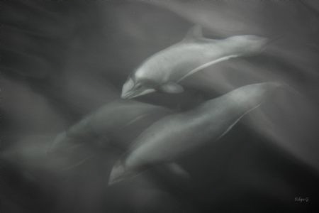 Chilen Dolphin by Felipe Gonzalez 