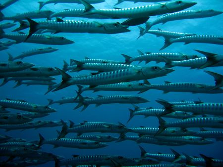 Schooling Great Barracuda in Palau...
IXUS 750 by Alex Tattersall 
