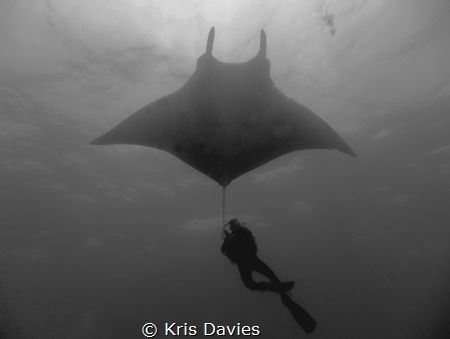 Close encounter with a giant pacific Manta Ray, taken at ... by Kris Davies 