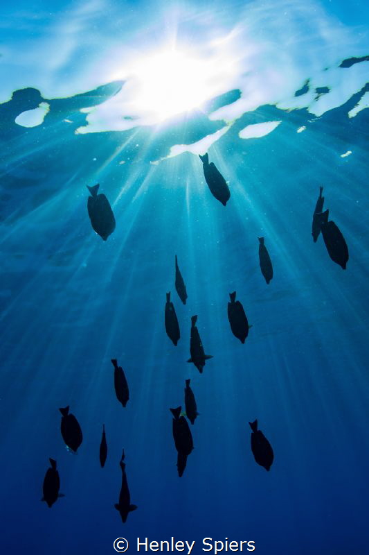 Surgeonfish Silhouettes by Henley Spiers 