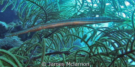 Image of trumpet fish camouflaged in sea fan. Photo taken... by James Mclarnon 