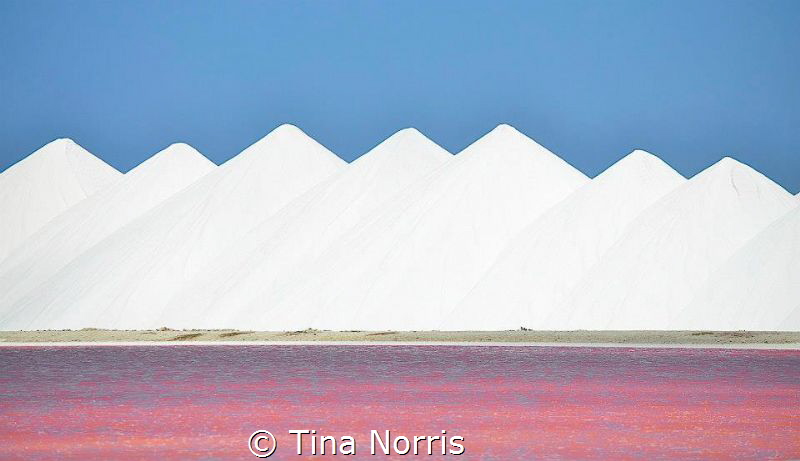 Pretty in Pink - Bonaire by Tina Norris 