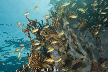 Reef scene in Milne bay Papua New Guinea by Todd Moseley 