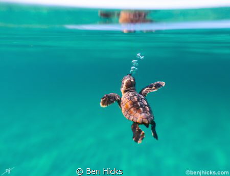 A loggerhead Sea turtle makes his or her way out to sea! by Ben Hicks 