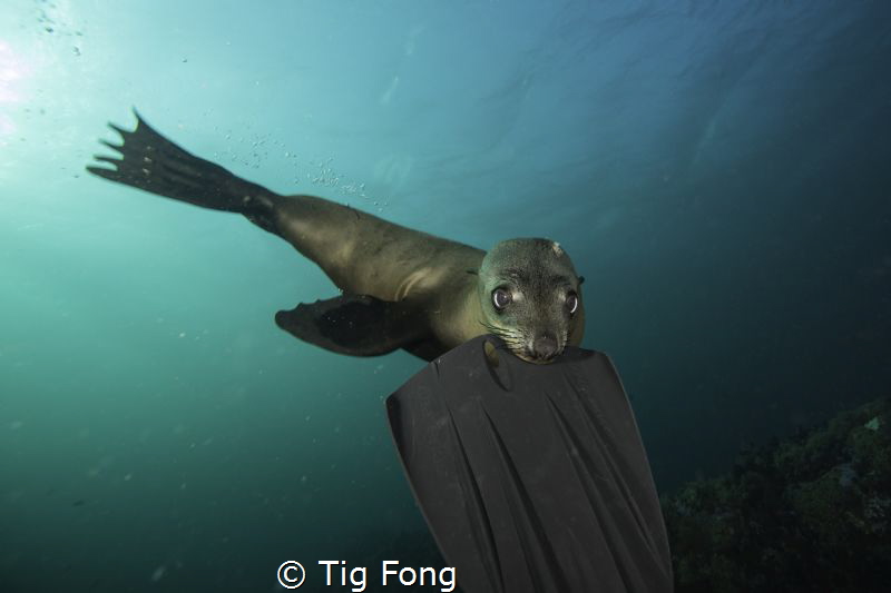 Bitten - Young Cape Fur Seal attached at my fin, Partridg... by Tig Fong 