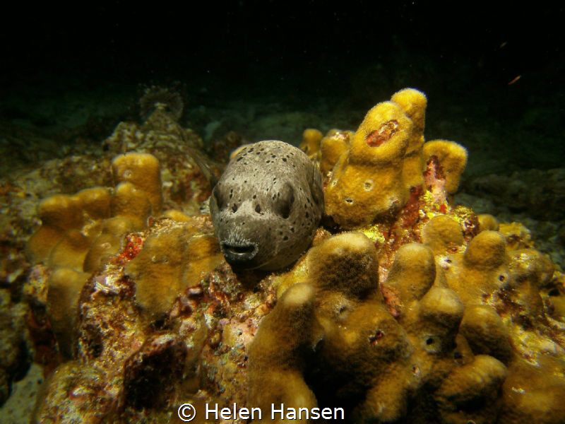A night dive , just love pufferfish when they are sleeping by Helen Hansen 