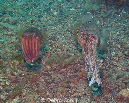 Cuttlefish Rapid Bay Jetty South Australia by Debra Cahill 