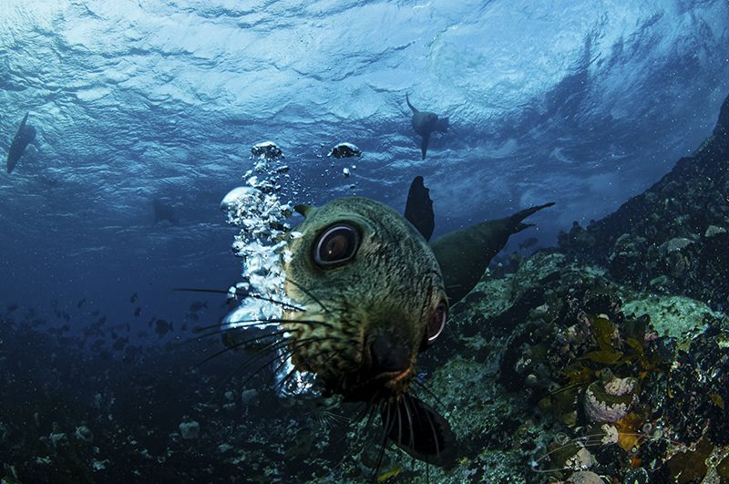 ~ Blowing Bubbles ~ by Geo Cloete 