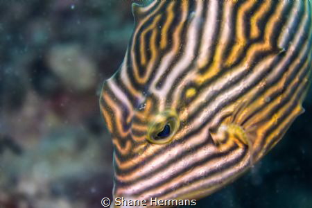 Whorls and Ridges
Im drawn to this species of boxfish la... by Shane Hermans 