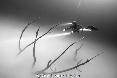 Diver on the Tree,
Cenote Dive Cancun by Sevil Gurel Peker 