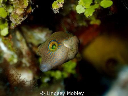 Sharpnose Puffer by Lindsey Mobley 