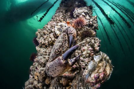 Eriphia verrucosa under oyster farm (Thau lagoon) by Mathieu Foulquié 