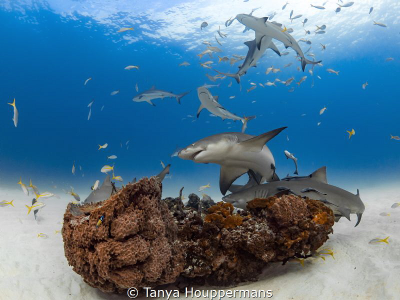 'Reef Rally' - Lemon sharks and Caribbean reef sharks swa... by Tanya Houppermans 