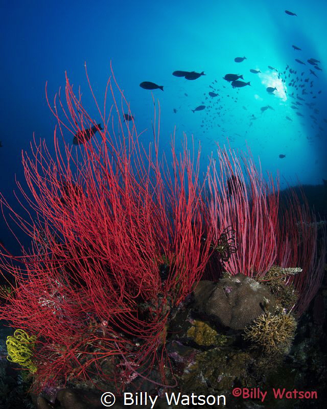 Red whip coral lending  a strong contrast to the blue wat... by Billy Watson 