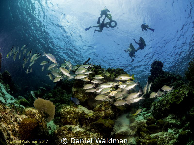 I took a picture of the reef shooting up with 8mil wide a... by Daniel Waldman 