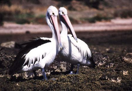 2 Pelicans , Kangaroo Island / South Australia - Kingscot... by Ralf Levc 