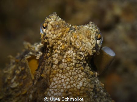 Octopus portrait by Uwe Schmolke 