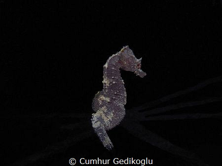 Hippocampus guttulatus
Are you still follow me? by Cumhur Gedikoglu 