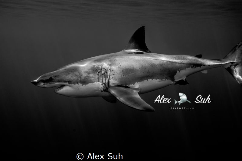 While diving with Great White Sharks by Alex Suh 