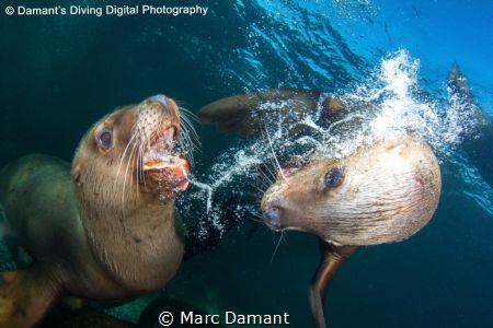 A Sea Lion defends itself against an intruder into its pe... by Marc Damant 