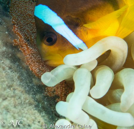 Anemone fish protecting its eggs by Alexandra Caine 