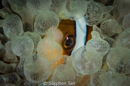 I see you! by Stephen Tan 