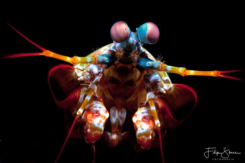 Portrait of a Mantis shrimp, Lembeh strait. by Filip Staes 