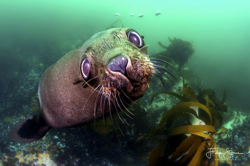 Curious Cape fur seal, Patridge point,False bay, South Af... by Filip Staes 