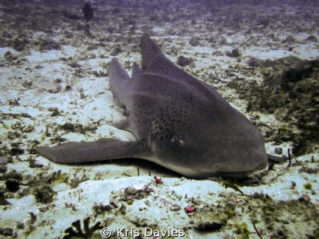Leopard Shark, relaxing at the 'Pinnacle' Mozambique. by Kris Davies 