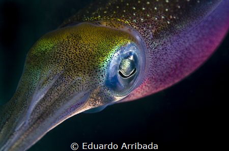 Squid in the dark by Eduardo Arribada 