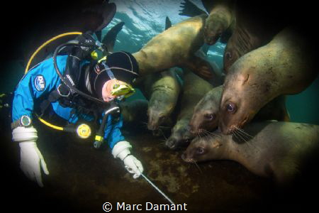 Sometimes something to distract the sea lions was enough ... by Marc Damant 