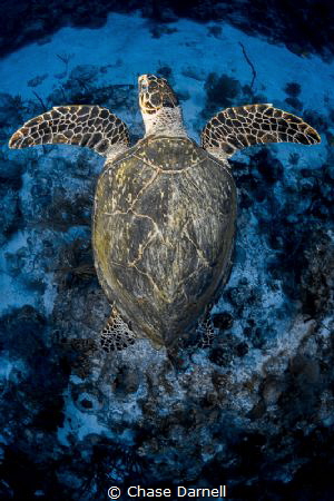 "Flight Position"
A Hawksbill Turtle makes big fins off ... by Chase Darnell 